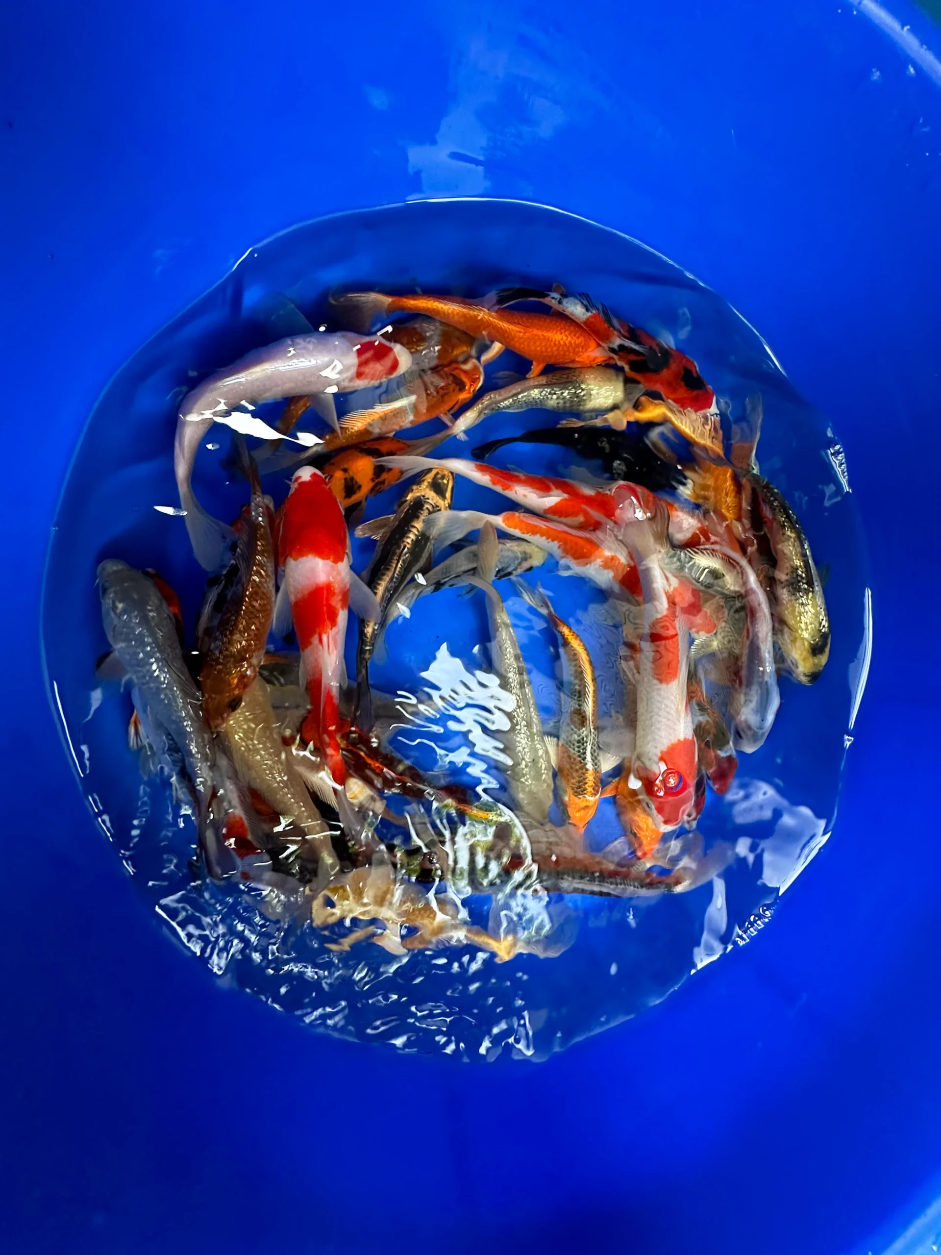 Aquavista Shop -Aquavista Shop IMG 9321 scaled