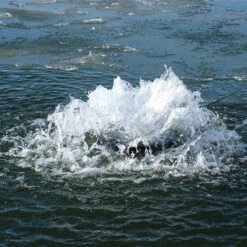 Aqua Control Evolution Series 1/2 HP Fountain -Aquavista Shop aqua evolution torrent 1000 91611.1663691931