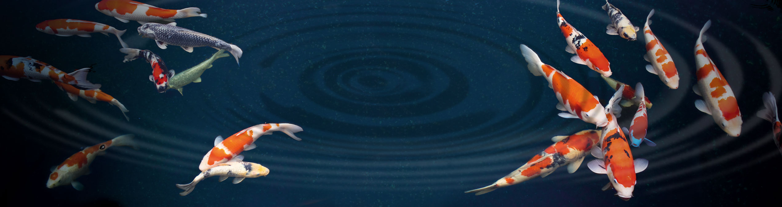 Aquavista Shop -Aquavista Shop banner