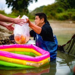 4-6" Japanese Butterfly Koi Packages -Aquavista Shop butterfly koi bagged 1000 88376.1680705286