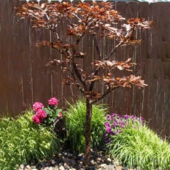 Copper Extra Tall Maple Tree Fountain Kit