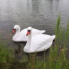 Floating Swan Decoy Pair