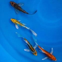 4-6" Japanese Butterfly Koi Packages
