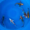 6-8" Japanese Butterfly Koi Packages