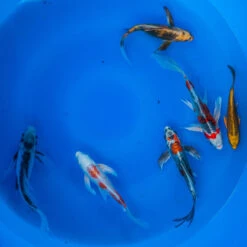 6-8" Japanese Butterfly Koi Packages