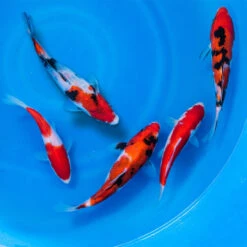 6-8" Japanese Premium Gosanke Koi Packages