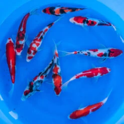 8-10" Japanese Premium Gosanke Koi Packages -Aquavista Shop japanese premium gosanke 8 10inch koi 10pack 1000 14292.1680782272