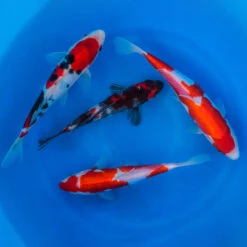 8-10" Japanese Premium Gosanke Koi Packages