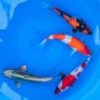 10-12" Japanese Standard Fin Koi Packages