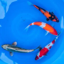 10-12" Japanese Standard Fin Koi Packages