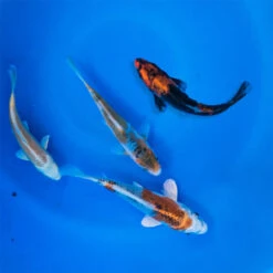 4-6" Japanese Standard Fin Koi Packages