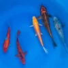 6-8" Japanese Standard Fin Koi Packages