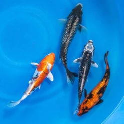 8-10" Japanese Standard Fin Koi Packages