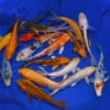 4-6-Inch Choice Grade Domestic Koi Packages