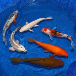 8-10-Inch Choice Grade Domestic Koi Packages