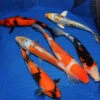 10-12-Inch Choice Grade Domestic Koi Packages