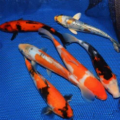10-12-Inch Choice Grade Domestic Koi Packages