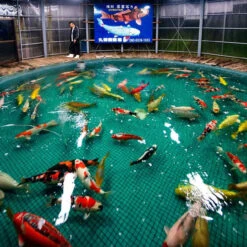 6-8" Japanese Standard Fin Koi Packages -Aquavista Shop koi breeding facility 1000 42351.1680702784