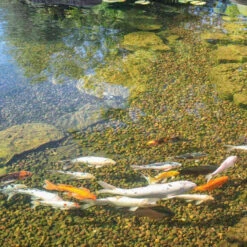 The Pond Guy InstaFix Algae Control -Aquavista Shop koi pond after the pond guy instafix 40684.1673296276