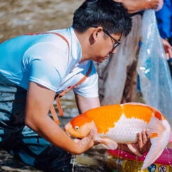 4-6" Japanese Standard Fin Koi Packages -Aquavista Shop koi ready for transport 24868.1680701767