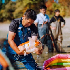 8-10" Japanese Standard Fin Koi Packages -Aquavista Shop koi scale inspection 1000 72841.1680703679