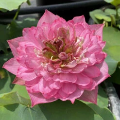 Red Shaoshan - Red Hardy Water Lotus -Aquavista Shop plants lotus chinese red shaoshan full bloom 22924.1674157350