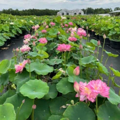 Red Shaoshan - Red Hardy Water Lotus -Aquavista Shop plants lotus chinese red shaoshan nursery 23085.1674157350