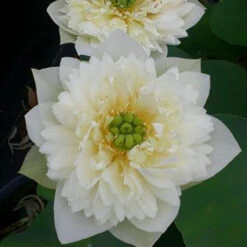 Green Clouds - Hardy Water Lotus -Aquavista Shop plants lotus green cloud 1000 42530.1674155016