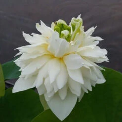 Green Clouds - Hardy Water Lotus -Aquavista Shop plants lotus green cloud 87347.1674155016