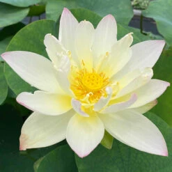Green Maiden - Hardy Water Lotus