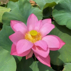 Ju Zi - Hardy Water Lotus -Aquavista Shop plants lotus ju zi ch full bloom 55562.1674151046