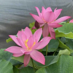 Ju Zi - Hardy Water Lotus -Aquavista Shop plants lotus ju zi ch indoors 54356.1674151046