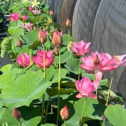 Ju Zi - Hardy Water Lotus -Aquavista Shop plants lotus ju zi ch nursery 01756.1674151045