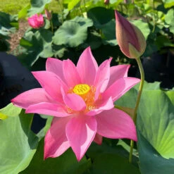 Ju Zi - Hardy Water Lotus -Aquavista Shop plants lotus ju zi ch outdoors 98206.1674151046