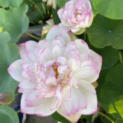 Mallory's Love - Hardy Water Lotus -Aquavista Shop plants lotus mallory love 92427.1673384154
