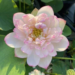 Mallory's Love - Hardy Water Lotus -Aquavista Shop plants lotus mallory my love full bloom 27357.1673384154