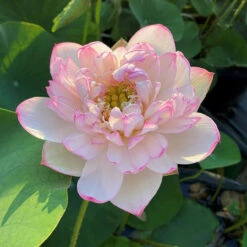 Mallory's Love - Hardy Water Lotus -Aquavista Shop plants lotus mallory my love pink edging 52577.1673384154