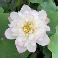 Mallory's Love - Hardy Water Lotus -Aquavista Shop plants lotus mallory my love white pink edging 90539.1673384154