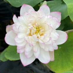 Mallory's Love - Hardy Water Lotus -Aquavista Shop plants lotus mallory my love 23883.1673384154