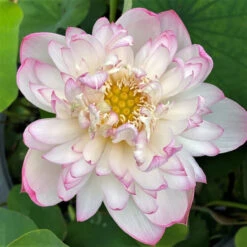 Mallory's Love - Hardy Water Lotus -Aquavista Shop plants lotus mallory 03473.1673384154