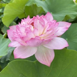 Mallory's Love - Hardy Water Lotus -Aquavista Shop plants lotus mallorys love feature 36879.1673384154