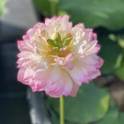 Mallory's Love - Hardy Water Lotus -Aquavista Shop plants lotus mallorys love stem 66217.1673384154