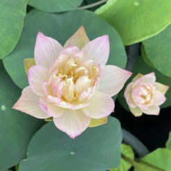 Oriole - Pink Hardy Water Lotus
