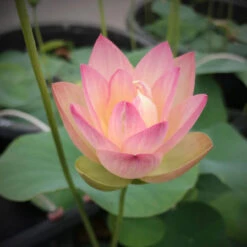 Oriole - Pink Hardy Water Lotus -Aquavista Shop plants lotus oriole feature 1000 28257.1674160606