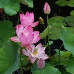 Princess Harper - Hardy Water Lotus -Aquavista Shop plants lotus princess harper group 10147.1674161382