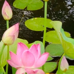 Princess Harper - Hardy Water Lotus -Aquavista Shop plants lotus princess harper light 87131.1674161382