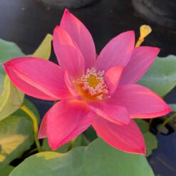 Red Doll-Hardy Water Lotus