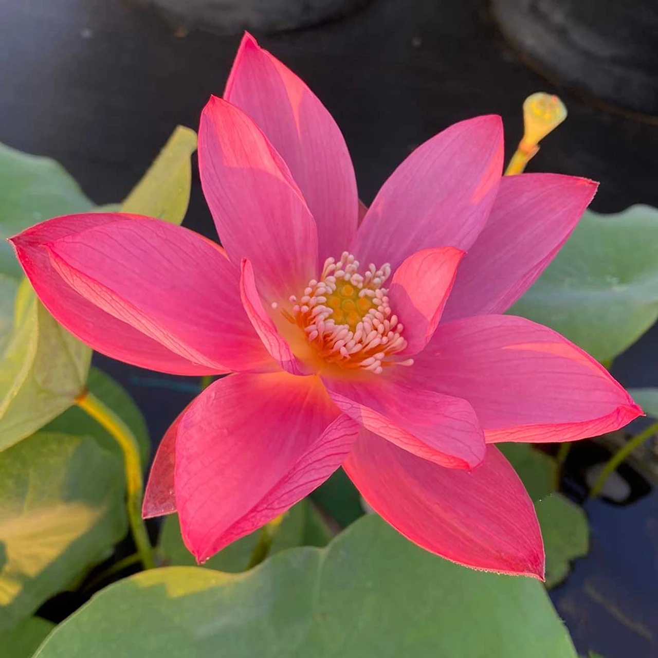 Red Doll-Hardy Water Lotus 1 Red Doll-Hardy Water Lotus