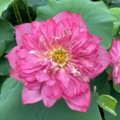 Red Shaoshan - Red Hardy Water Lotus -Aquavista Shop plants lotus red shaoshan centered 48541.1674157350
