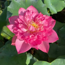 Red Shaoshan - Red Hardy Water Lotus